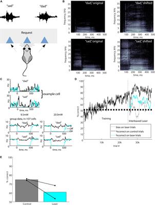 Disruption of Early or Late Epochs of Auditory Cortical Activity Impairs Speech Discrimination in Mice